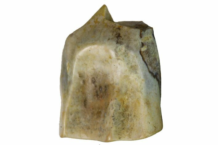 Fossil Triceratops Shed Tooth - Montana #164697